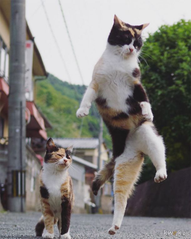Koty ninja w obiektywie japońskiego fotografa, obrazek 15