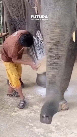 Proteza nogi dla słonia