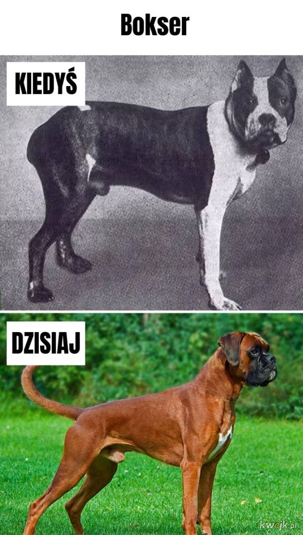 Rasy psów - kiedyś i dziś