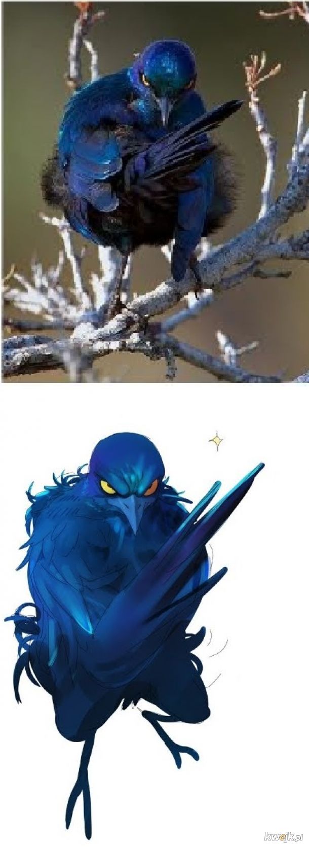 Ptak jak z anime