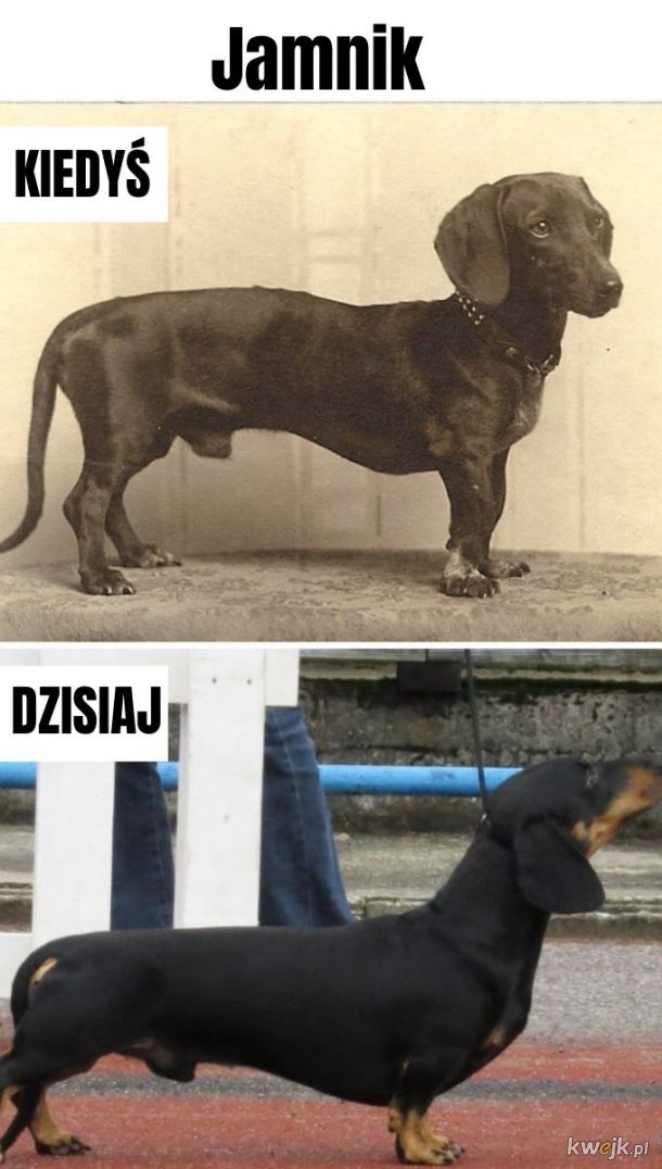 Rasy psów - kiedyś i dziś