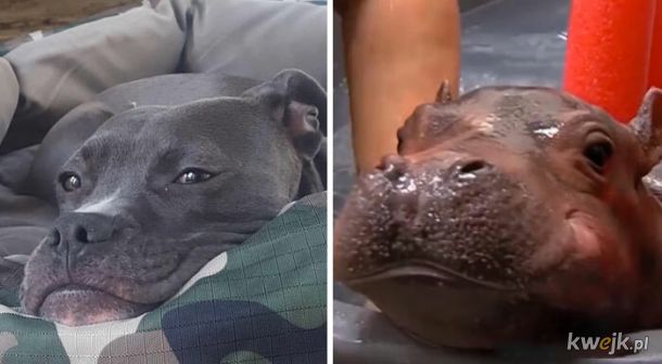 Internauci wrzucali na Facebooka zdjęcia swoich psów, które im coś przypominały