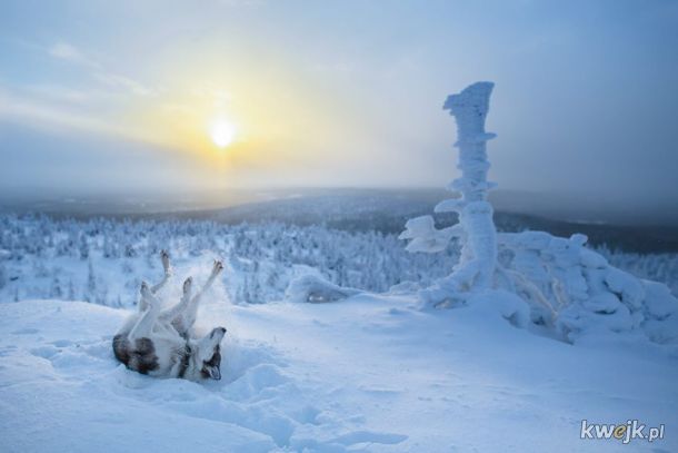 Oto dlaczego Mikołaj wybrał Laponię na swoją siedzibę, obrazek 18