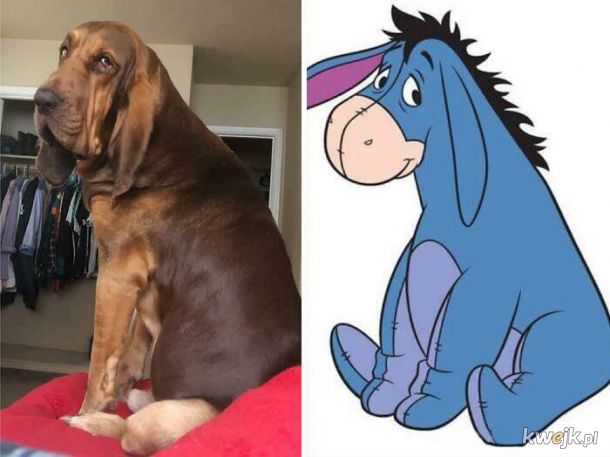 Internauci wrzucali na Facebooka zdjęcia swoich psów, które im coś przypominały