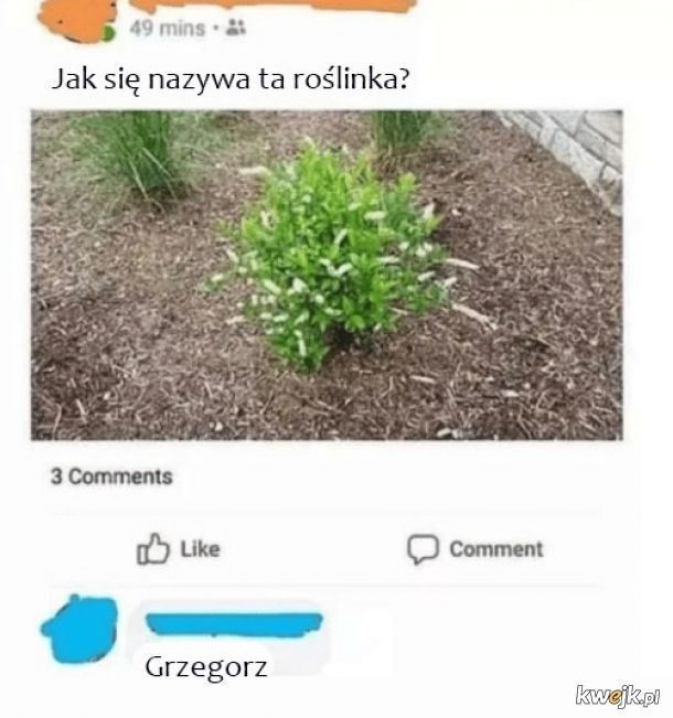 Grzegorz