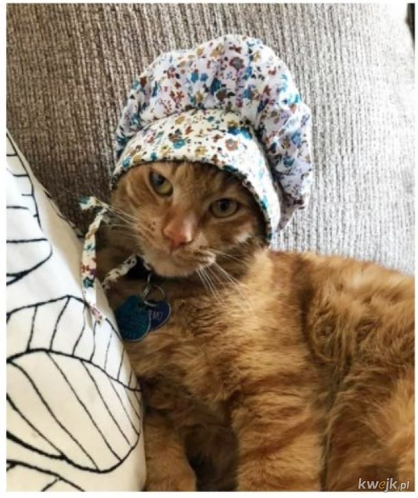 Ostatni krzyk mody w Internecie to czepki i czapki dla kotów! - Główni zainteresowani mają mieszane odczucia, obrazek 3