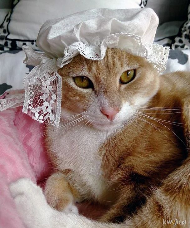 Ostatni krzyk mody w Internecie to czepki i czapki dla kotów! - Główni zainteresowani mają mieszane odczucia, obrazek 11
