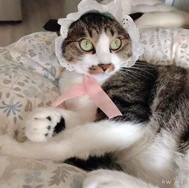 Ostatni krzyk mody w Internecie to czepki i czapki dla kotów! - Główni zainteresowani mają mieszane odczucia, obrazek 12