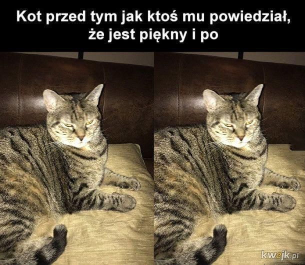 Kocie memy z okazji Dnia Kota!, obrazek 20