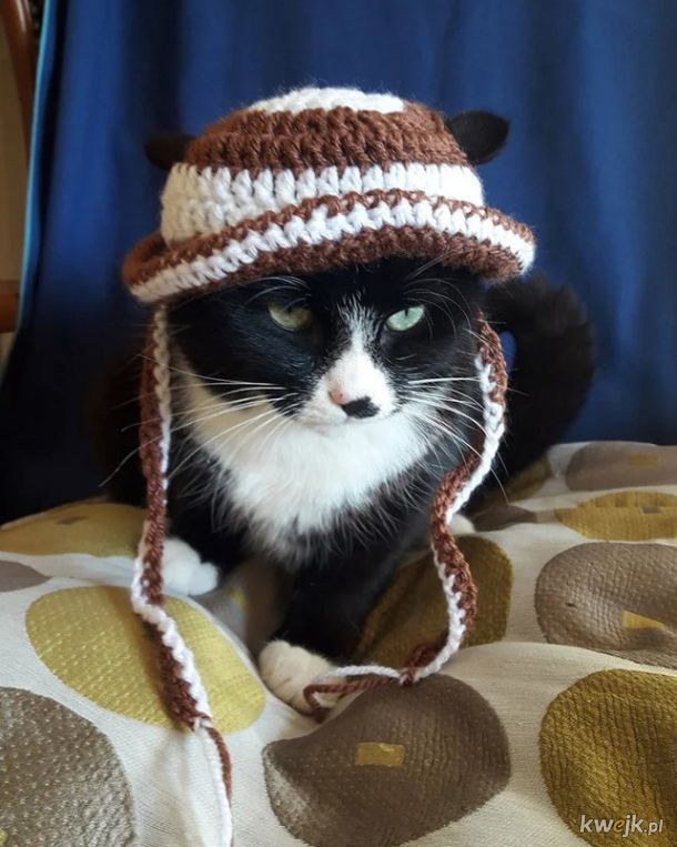 Ostatni krzyk mody w Internecie to czepki i czapki dla kotów! - Główni zainteresowani mają mieszane odczucia, obrazek 13