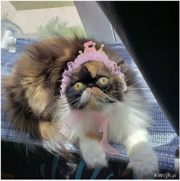 Ostatni krzyk mody w Internecie to czepki i czapki dla kotów! - Główni zainteresowani mają mieszane odczucia, obrazek 5