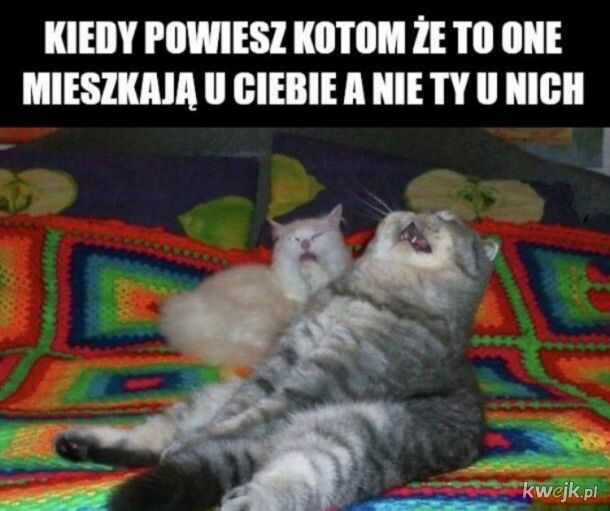 Kocie memy z okazji Dnia Kota!, obrazek 15