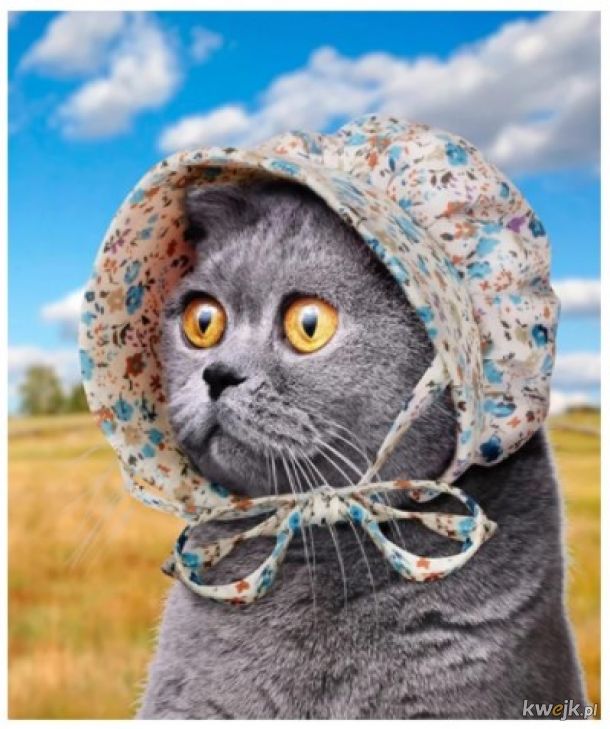 Ostatni krzyk mody w Internecie to czepki i czapki dla kotów! - Główni zainteresowani mają mieszane odczucia