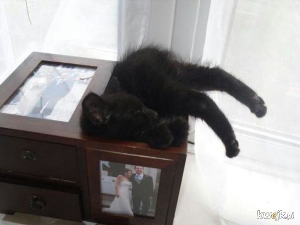 Koty potrafią zasypiać dosłownie wszędzie, obrazek 18