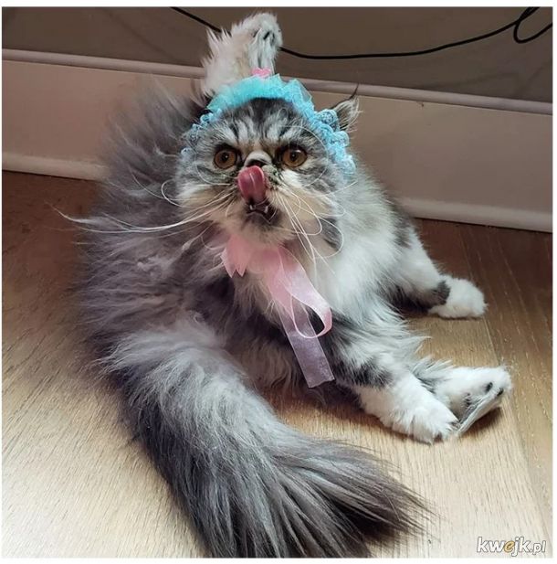 Ostatni krzyk mody w Internecie to czepki i czapki dla kotów! - Główni zainteresowani mają mieszane odczucia