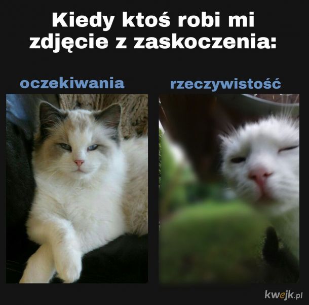 Kocie memy z okazji Dnia Kota!, obrazek 5