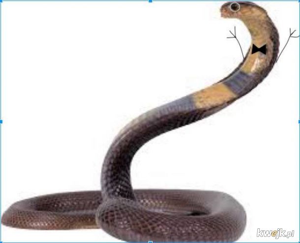 Węże z dorysowanymi rączkami, obrazek 22