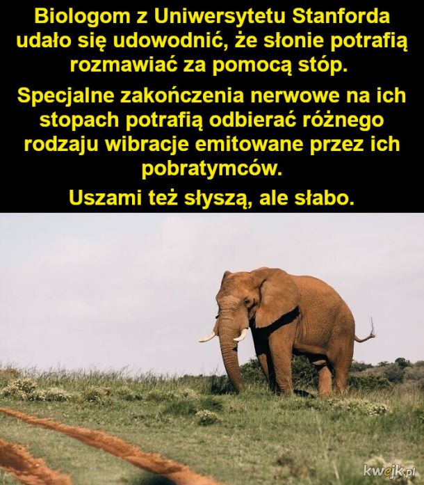 Dziwny sposób, w jaki rozmawiają słonie i inne ciekawostki