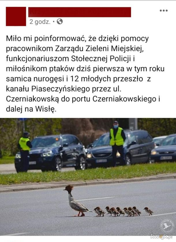 Urocze nurogęsi spacerowały po Warszawie