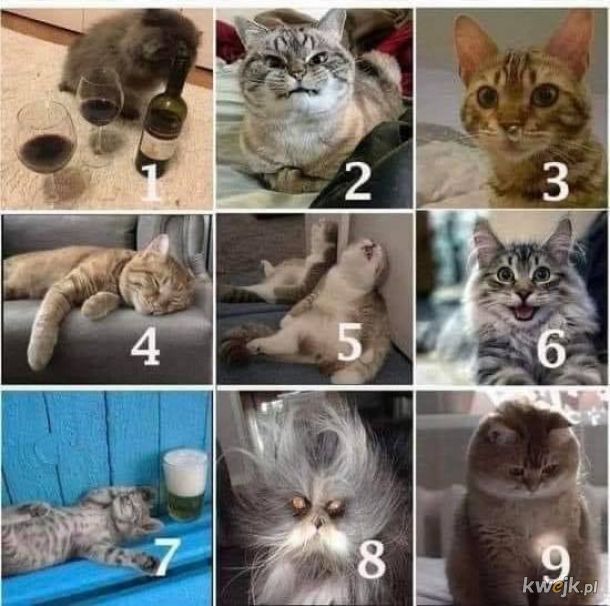Którym kotem dzisiaj jesteś?
