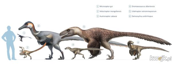 Rozmiary dromeozaurów (raptorów)