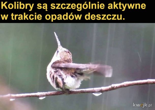 Interesujące fakty o kolibrach, obrazek 18