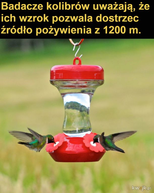 Interesujące fakty o kolibrach, obrazek 3