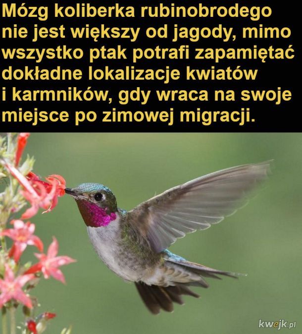 Interesujące fakty o kolibrach