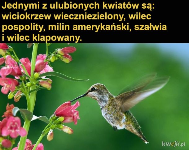 Interesujące fakty o kolibrach, obrazek 15