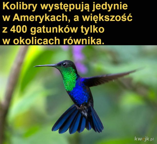 Interesujące fakty o kolibrach, obrazek 5
