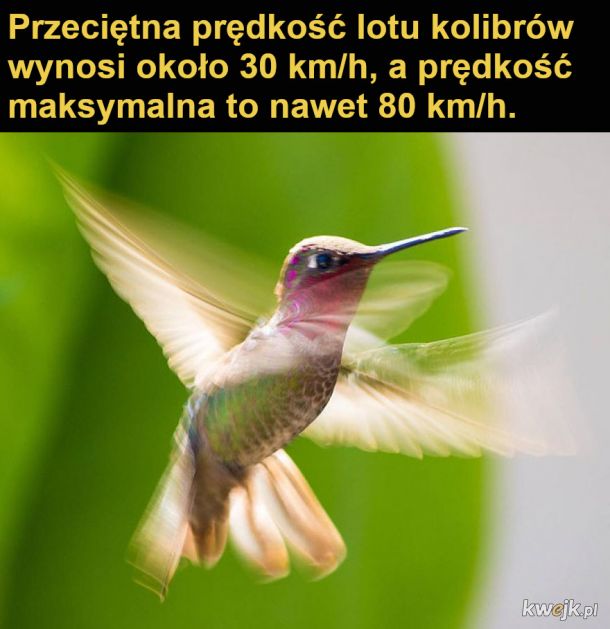 Interesujące fakty o kolibrach, obrazek 17