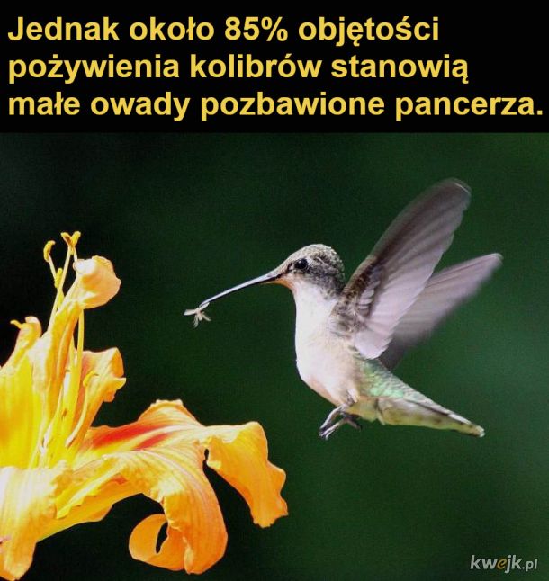 Interesujące fakty o kolibrach, obrazek 16