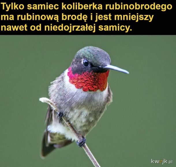 Interesujące fakty o kolibrach, obrazek 8