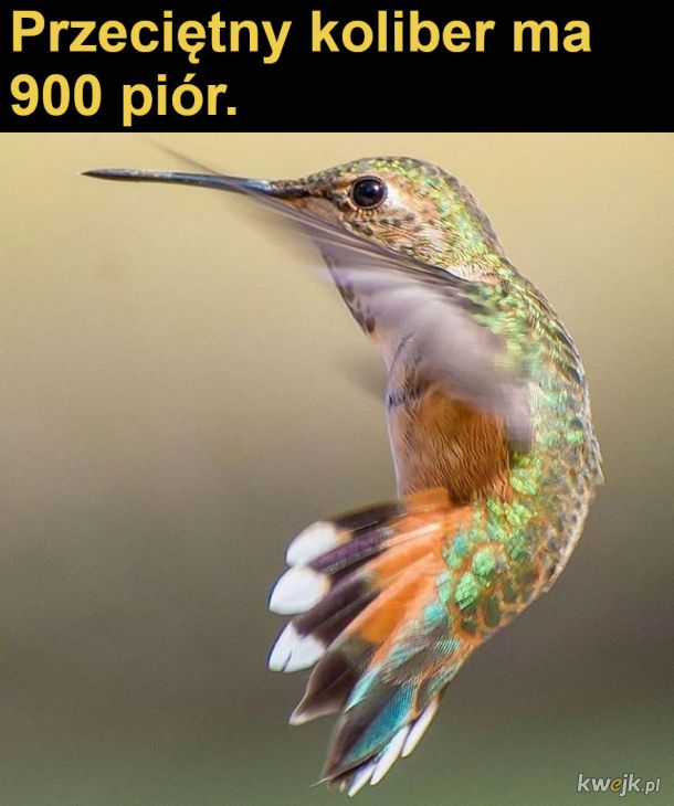 Interesujące fakty o kolibrach, obrazek 12