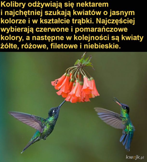 Interesujące fakty o kolibrach, obrazek 14