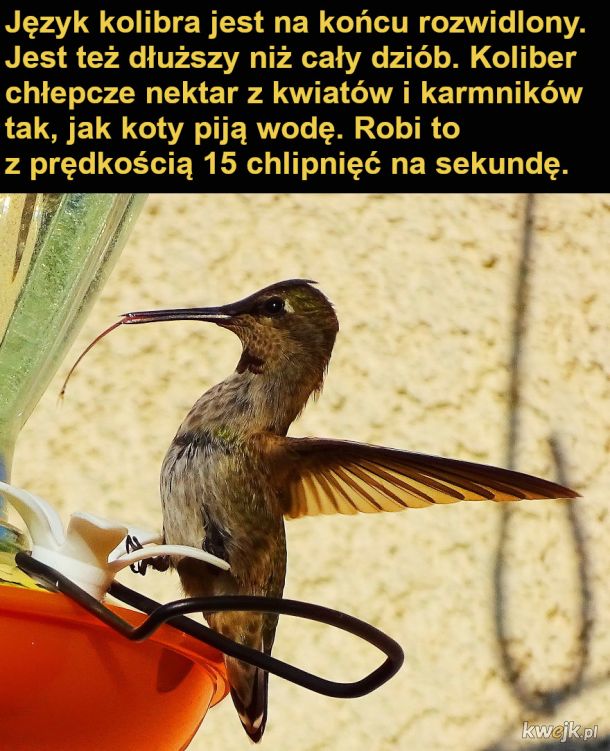 Interesujące fakty o kolibrach, obrazek 13