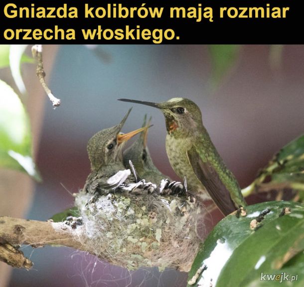 Interesujące fakty o kolibrach
