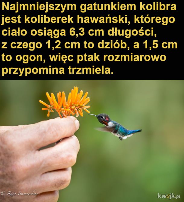 Interesujące fakty o kolibrach, obrazek 10
