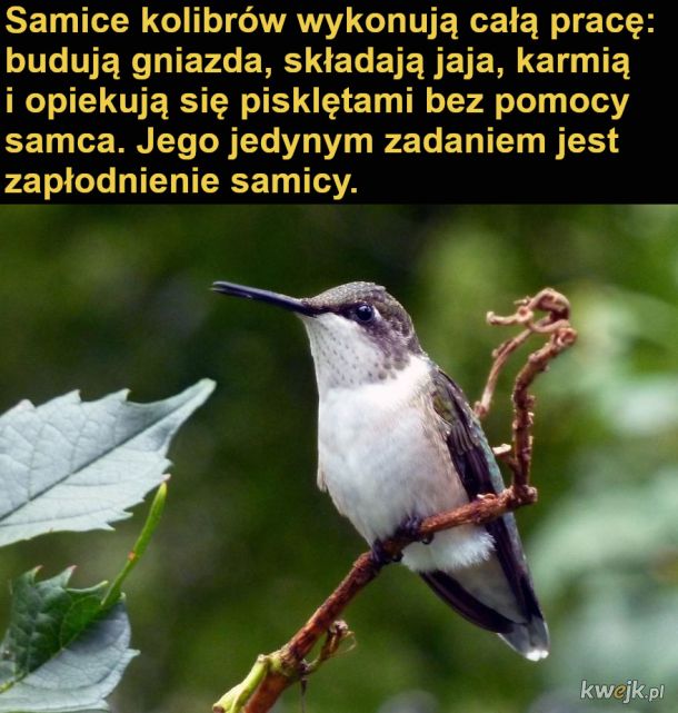 Interesujące fakty o kolibrach, obrazek 9
