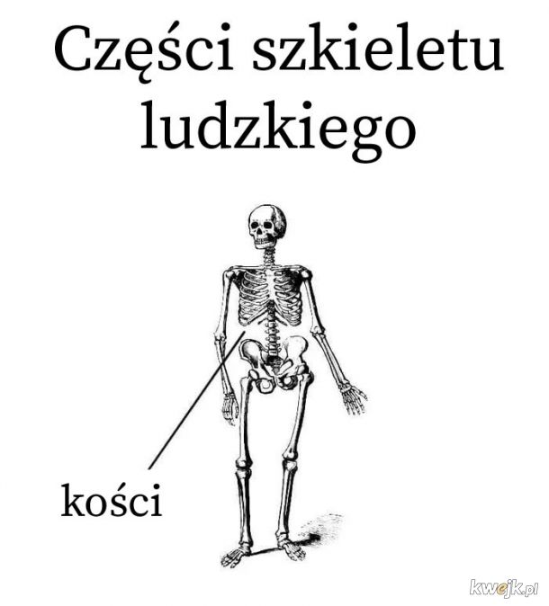 Z podręcznika do anatomii