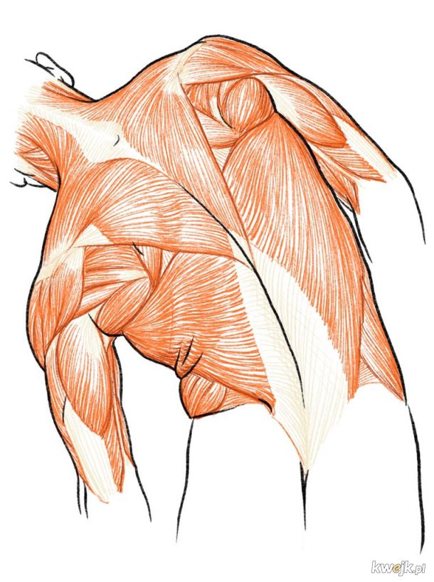 Koto Kato - zbiór jego wspaniałych autorskich grafik anatomicznych - może komuś się przyda do nauki rysowania lub poprawki matury z biologii, obrazek 2