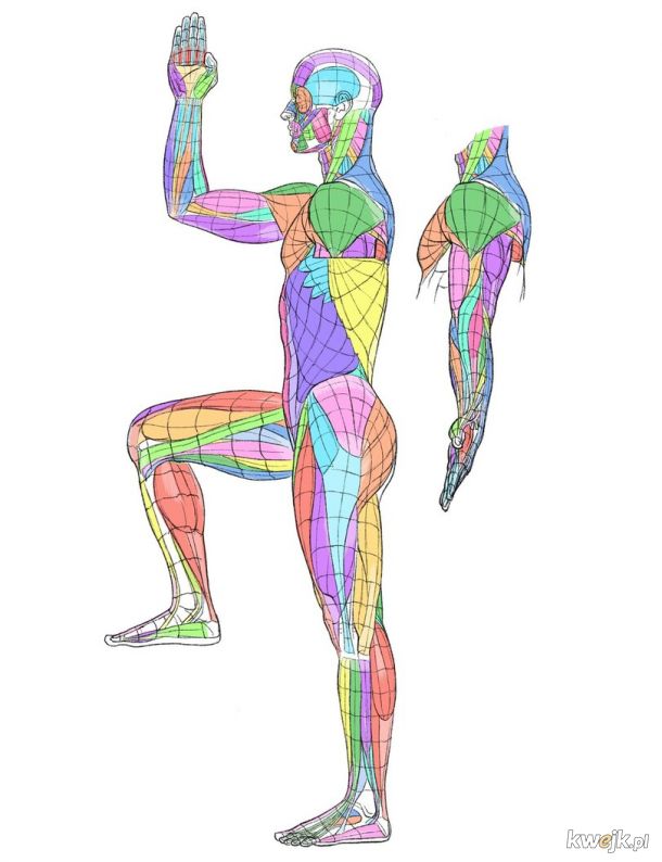 Koto Kato - zbiór jego wspaniałych autorskich grafik anatomicznych - może komuś się przyda do nauki rysowania lub poprawki matury z biologii, obrazek 32
