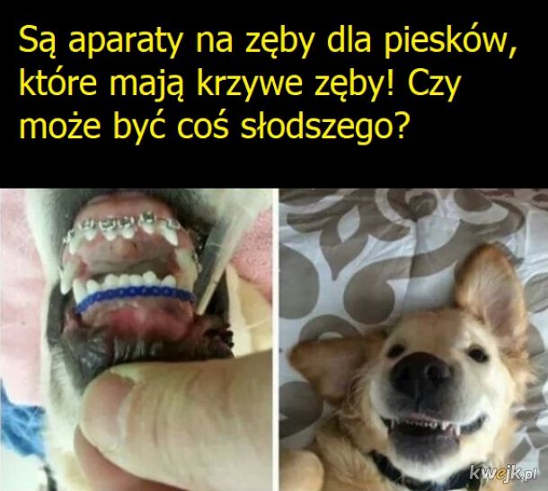 Ortodoncja dla psiaków