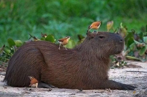 Kapibary. Bo każdy lubi kapibary.
