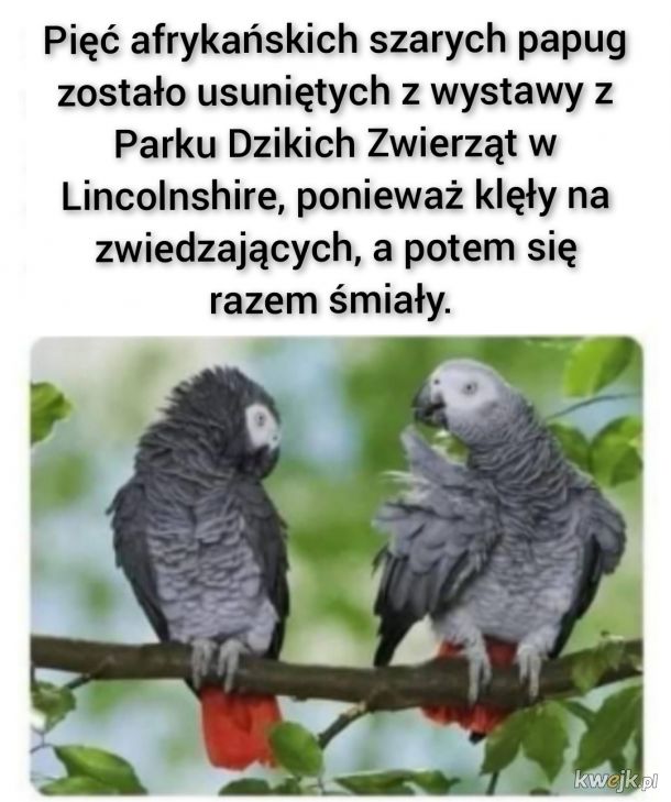 Afrykańskie papugi