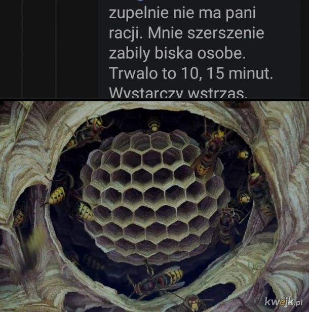 Powalające gniazdo szerszeni znaleziono w Polsce!
