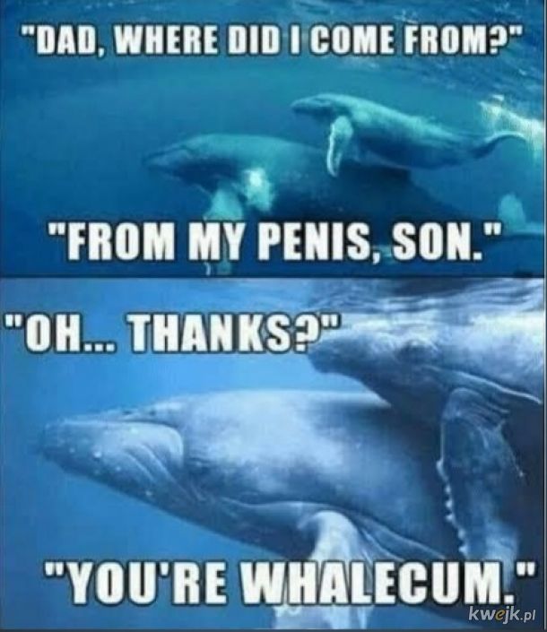 Wielorybki