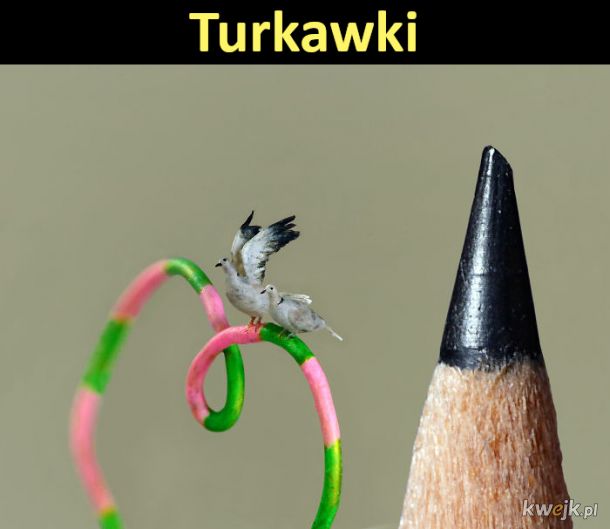 Miniaturowe ptaki rzeźbione pod mikroskopem