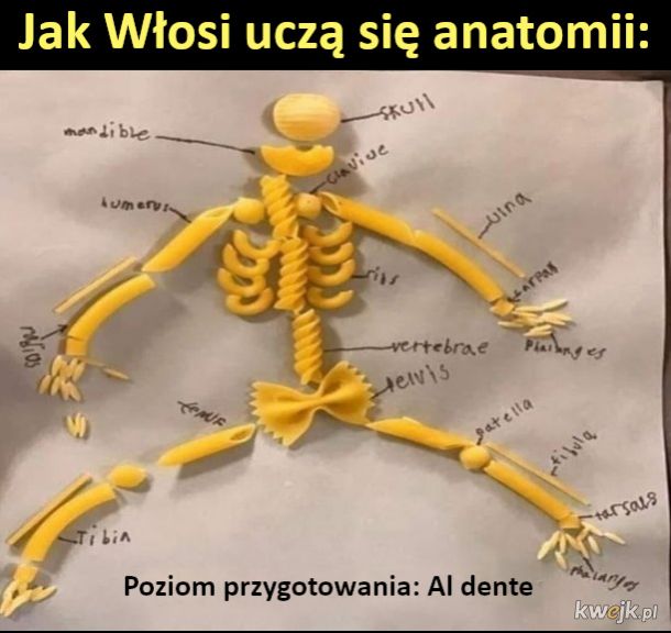 Tak właśnie Włosi uczą się anatomii