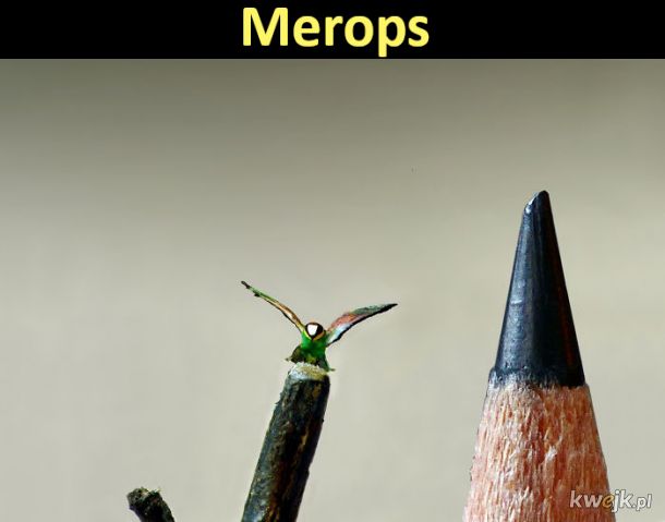 Miniaturowe ptaki rzeźbione pod mikroskopem